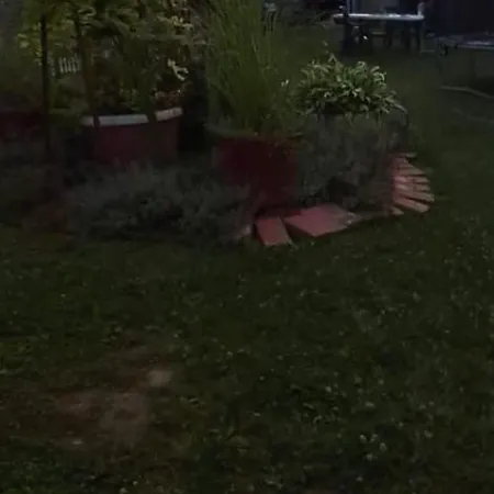 Azbella Zelena Meraja *